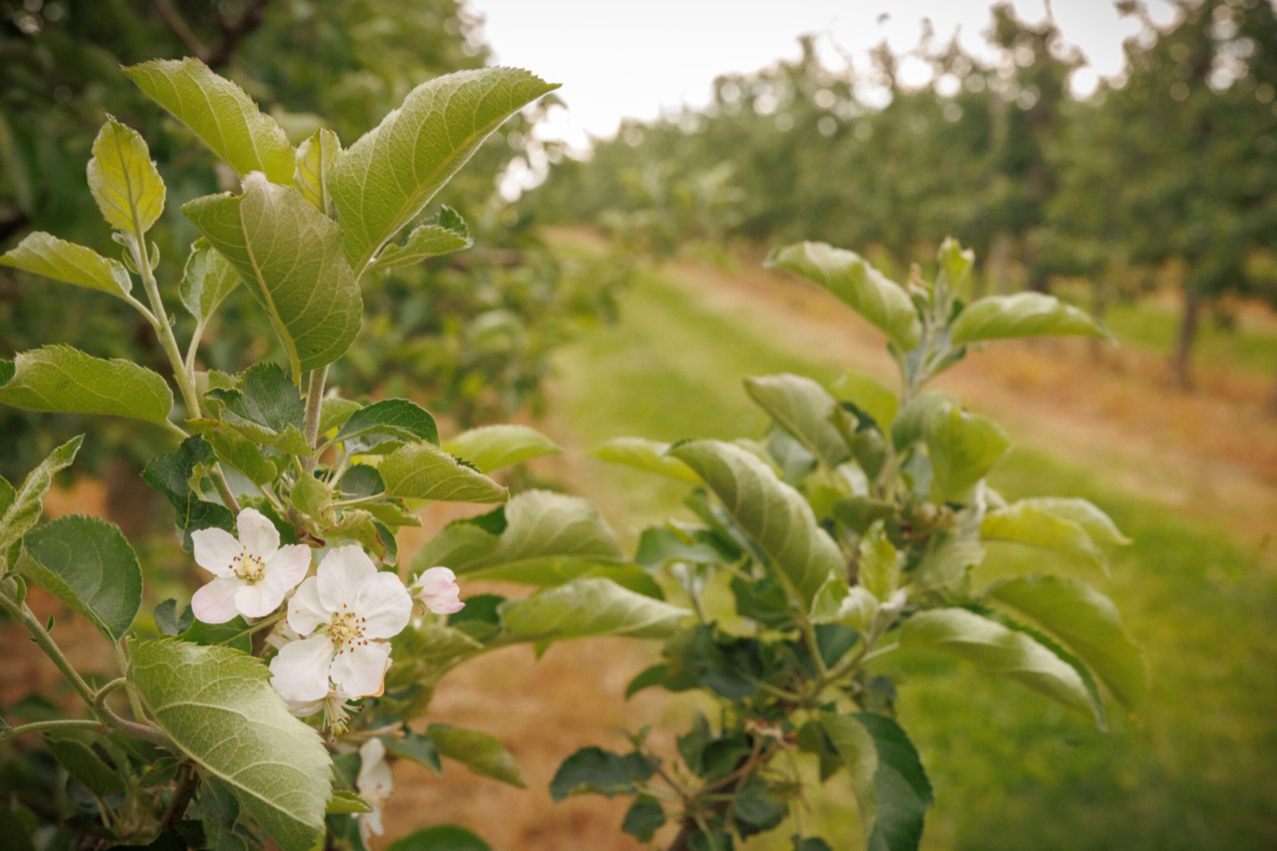 Rollins signs disaster declaration to provide relief for Pa. fruit